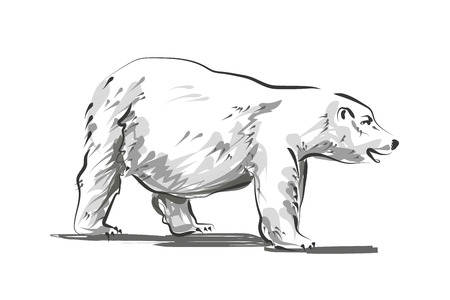 Vector line sketch of a polar bearのイラスト素材