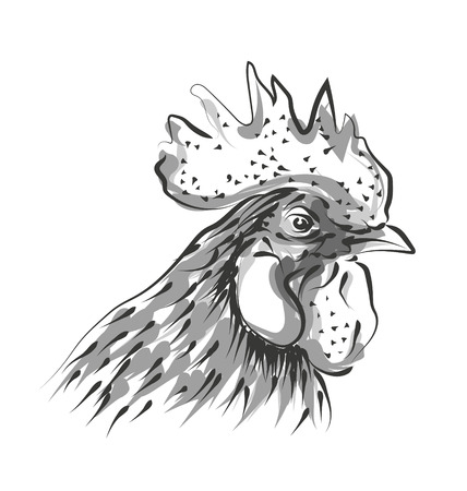 Vector line sketch rooster headのイラスト素材