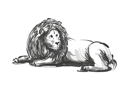 Sketch of a lion vector illustration.のイラスト素材