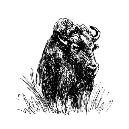 Hand sketch bison. Vector illustrationのイラスト素材