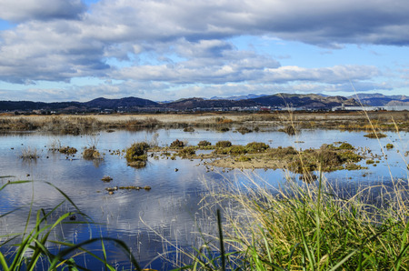 Moor marsh, marsh near Sagunto, Valencia, Spainの写真素材