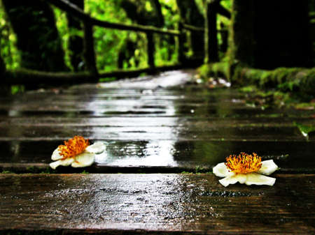 Beautiful flowers in the gardenの写真素材