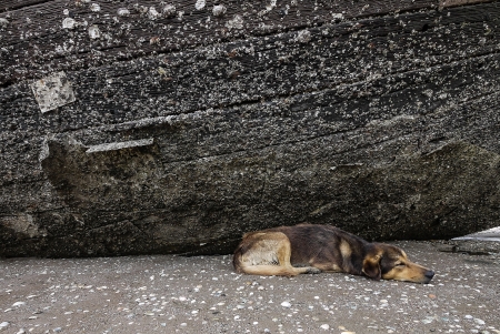 A lonely dog is sleeping underneath an old big boat on a beach.の写真素材