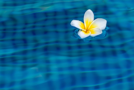 Plumeria floating in the swimming poolの写真素材