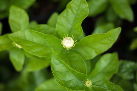 A bud of jasmine in the garden. The white color of jasmine in contrast with grean leafs is beutiful.の写真素材