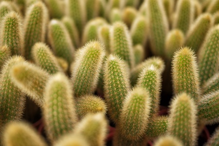 A lot of cactus in close upの写真素材