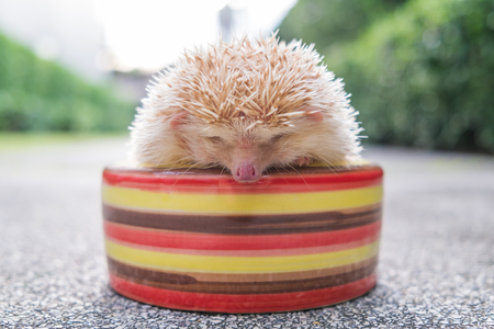 Hedgehog in a bowlの写真素材