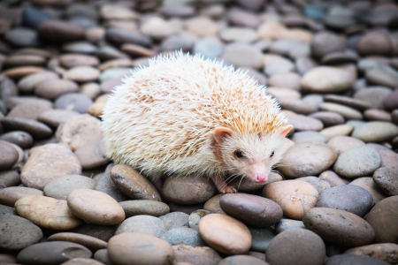 Hedgehog on stack of rockの写真素材