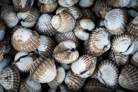 Stack of sea cockleの写真素材