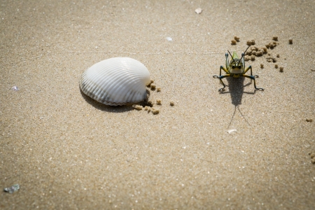 grasshopper on a beach