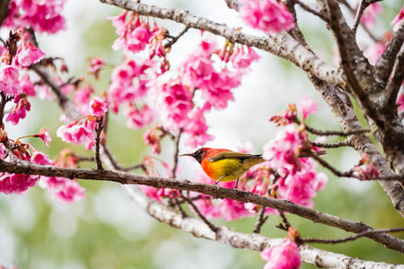 green trail sunbrid on Cherry Blossom and sakuraの写真素材