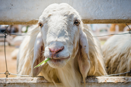 Close up of a white sheep in sheep farmの写真素材