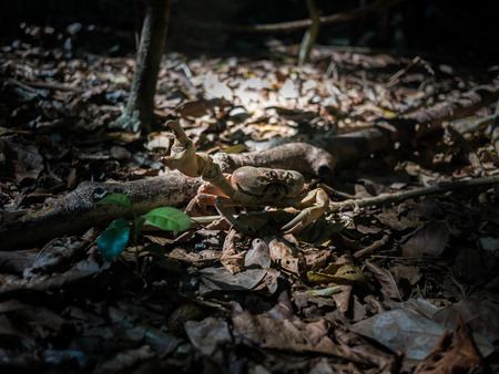 A Hairy Leg Mountain Crab walking in the woods