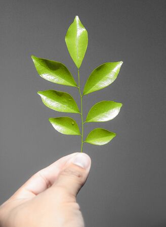 Hand hold green leaves, white  gray background.