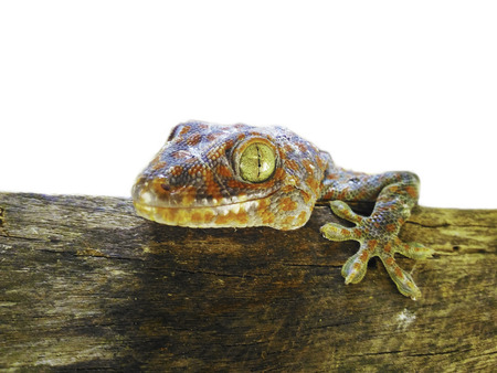 Close up gecko in wooden on white background.too bright image.の写真素材