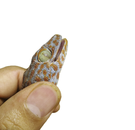 gecko in the hand human on white backgroundの写真素材