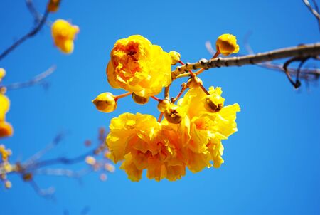 Close up oft blurred and soft focus of Cochlospermum regium flower,Supanniga flowersr ( Thai's thai name ) with blue sky background.の写真素材