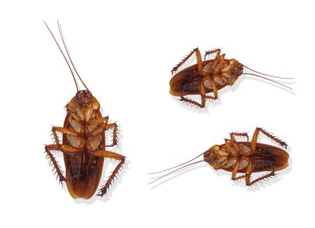 Top view three ockroach dead  isolated on white background