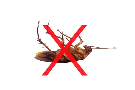 Warning sign No cockroach. Stop insects. Isolated on white background.の写真素材