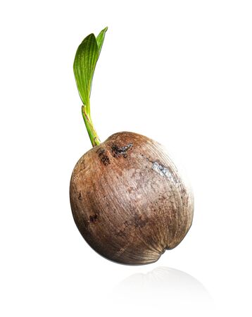Sprout of coconut tree isolated on white backgroundの写真素材