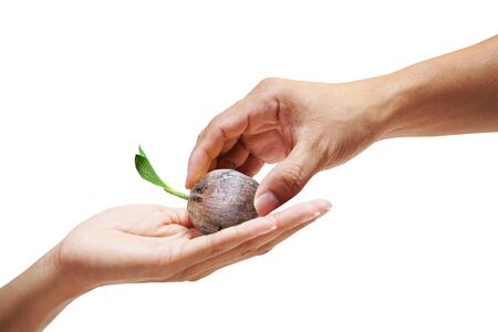 Concept of environmental protection The man handed the coconut tree to the woman's hand.on white...