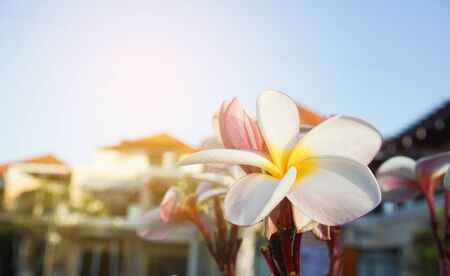 Plumeria flowers on the garden  with blurred house and sky  backgroundの写真素材