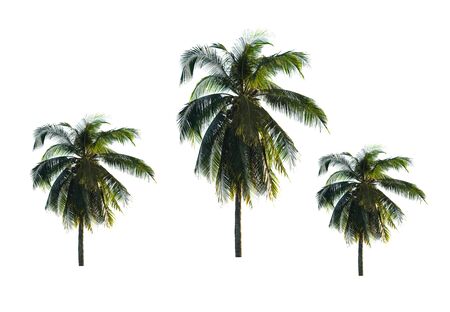 Coconut palm tree isolated on white background.の写真素材