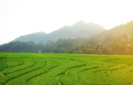 Green terraced rice field in morning mist.Beautiful sunlight over the paddy fields on mountain background.の写真素材