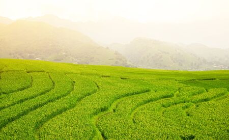 Green terraced rice field in morning mist.Beautiful sunlight over the paddy fields on mountain background.の写真素材