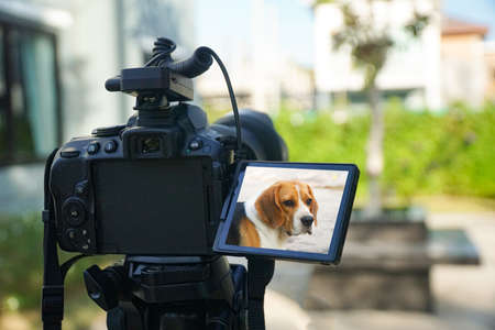 The camera shoots beagle dog views Digital single-lens reflex camera   on a tripod out door blurry backgroundの写真素材