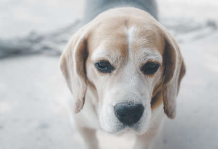Top view picture of cute beagle dog playing outdoors in park on a sunny day, looking up attentively,...