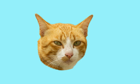 Funny yellow cat with beautiful big eyes on trendy Blue background. A lovely fluffy cat climbs out of a hole in a colored background. Free space for text.の写真素材