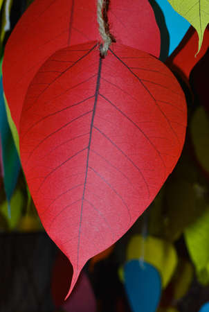 Colorful bodhi leaf for Write a prayer in Vesak Festival, Thailandの写真素材