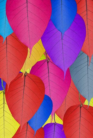 Colorful bodhi leaf bodhi leaf texture backgroundの写真素材