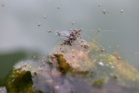insect on surface of water