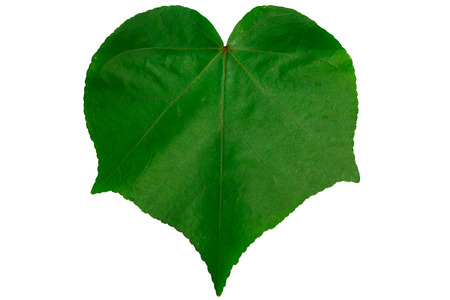 green leaves isolated on white 