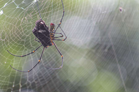 spider captures and eat lacewing butterflyの写真素材