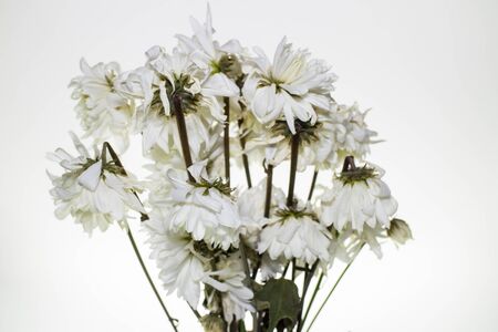 Bouquet of withered Chrysanthemum.on white backgroundの写真素材