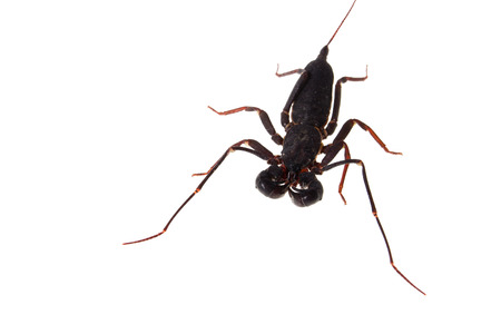 Close up of whip scorpion Mastigoproctus giganteus on white backgroundの写真素材
