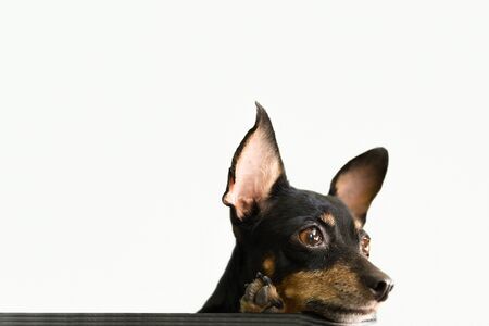 Chihuahua black on  white backgroundの写真素材