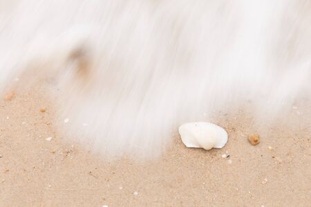 shells on the sand, sea backgroundの写真素材