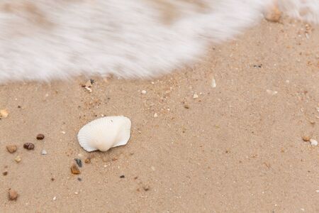 shells on the sand, sea background