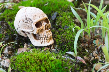 Skull on moss wallの写真素材