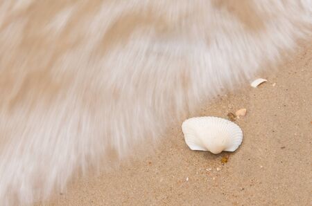 shells on the sand, sea background