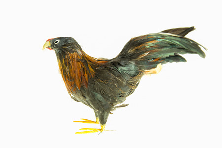 toy hen on white background