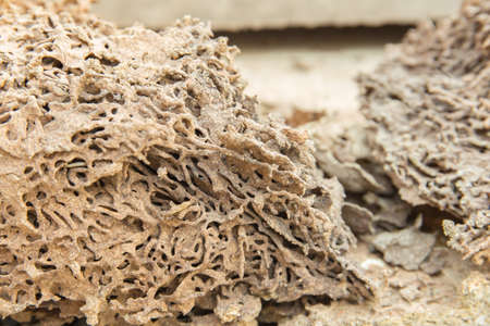 Termites swarm and pattern of soil nest