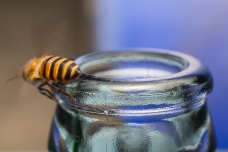 Close up glass bottles with Bee fly into scratching eating honeydew soda.の写真素材