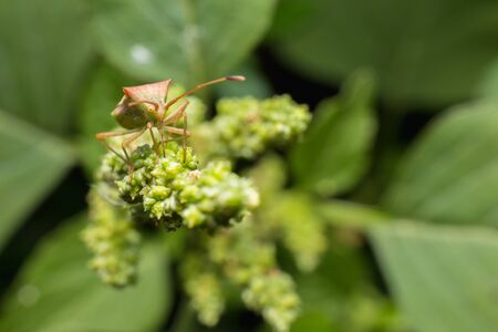Nature image showing details of insect life: closeup / macro of a hemiptera Nezara Viridula...