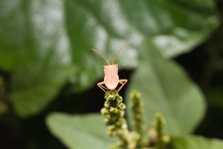 Nature image showing details of insect life: closeup / macro of a hemiptera Nezara Viridula Heteroptera pentatomidae palomera prasina on a leaf.の写真素材