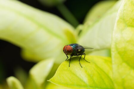 Nature image showing details of insect life: closeup / macro of a calliphoridae fly (blow-fly, bluebottle, greenbottle) sitting on leaves.の写真素材
